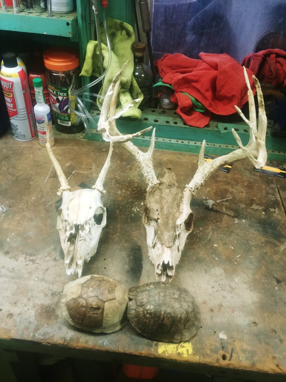 0306200831.jpg