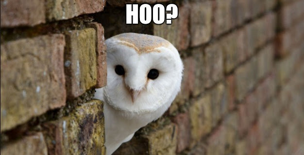 03ee3c67fdd070976bf877aaa41f6194_image-tagged-in-owls-made-owl-hoo-meme_628-390.jpg