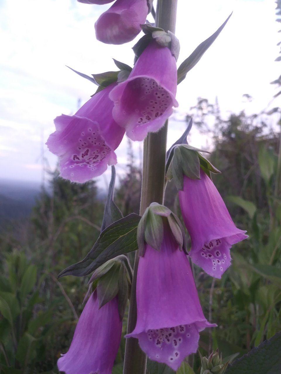 0529202008b.jpg