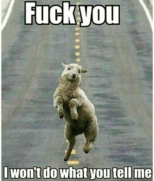 052a151525317653f9f7bd71e8be3d2a--funny-animals-with-captions-funny-pictures-of-animals.jpg