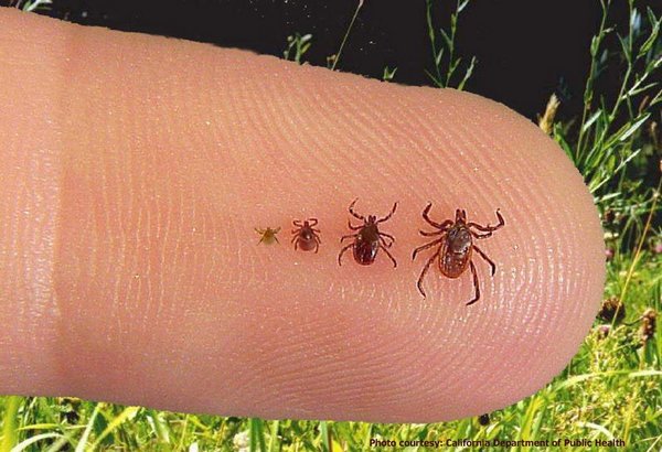 06102019_ticks_Flickr.width-600.jpg