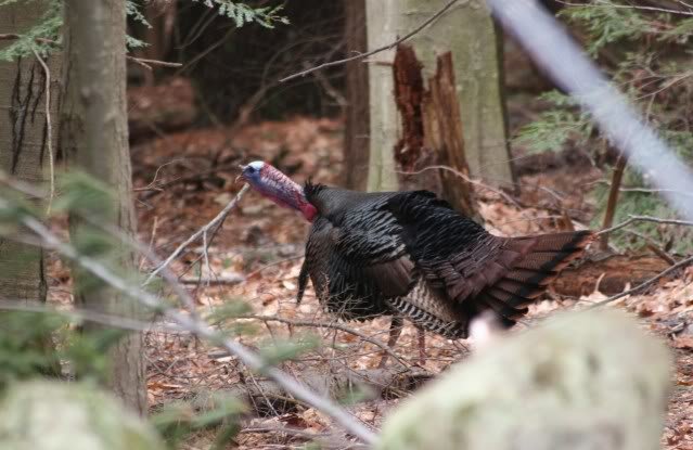 09gobbler2_90e4d44c4c64939d59ad58b0351cc57c0c104816.jpg