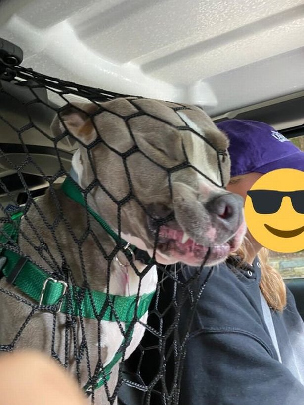0_Dogviral4jpeg.jpg