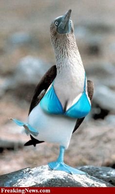 0f098026b89190d762cbfc9353434931--blue-footed-booby-animal-funnies.jpg
