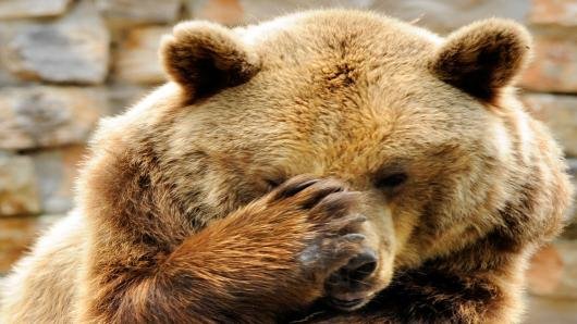 100529409-bear-scratchin-nose-gettyp.530x298.jpg