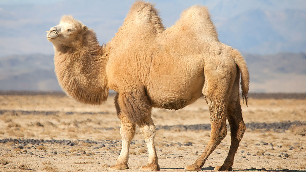 1030_improving_the_camel.jpg