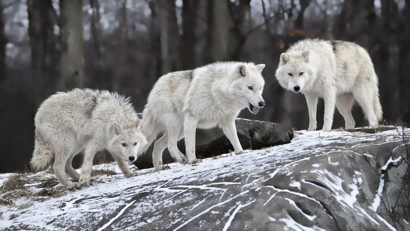 1048477-wolves-pack.jpg
