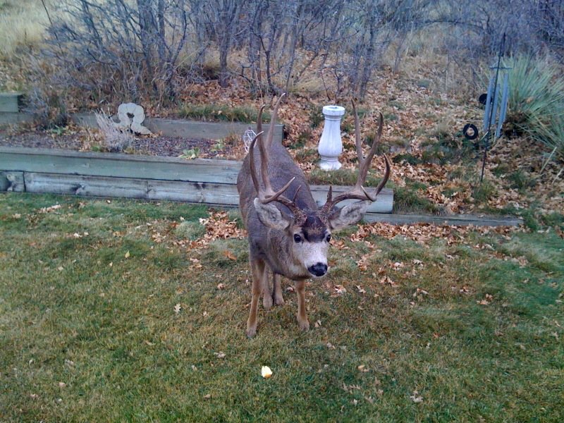 10pointbuck_3d0aba9dcb08984e42ba8bf42e129654e6a499ad.jpg