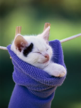 1131035Domestic-Kitten-Sleeping-in-_31c39a5fd56df6ca8956db3922d534edf384d8c5.jpg