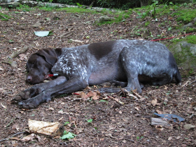 12%2520Mile%2520Hike%253DTired_d34422e33ea51cbda243c1d7855e7beb4eef3d90.jpg