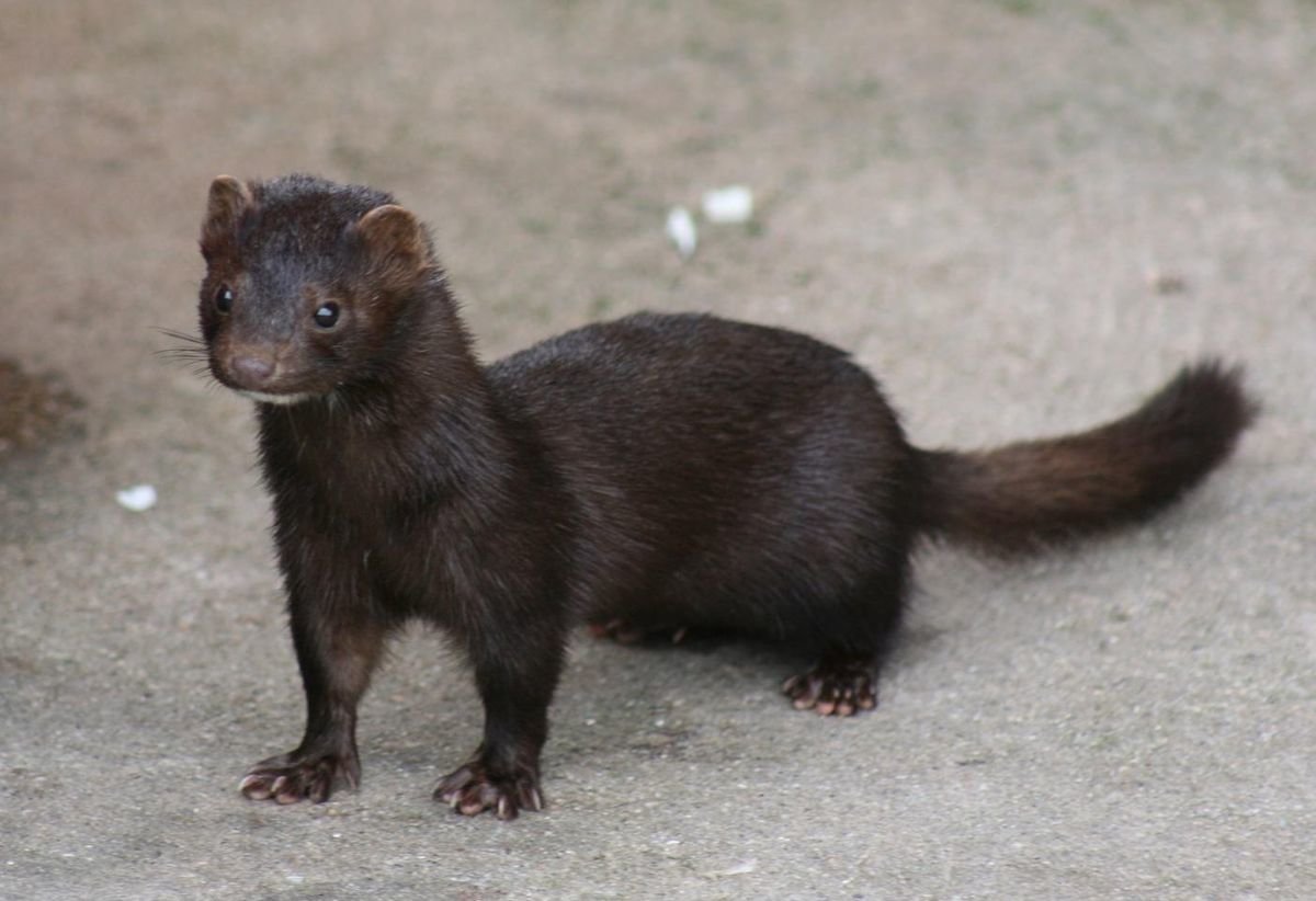 1200px-American_Mink.jpg