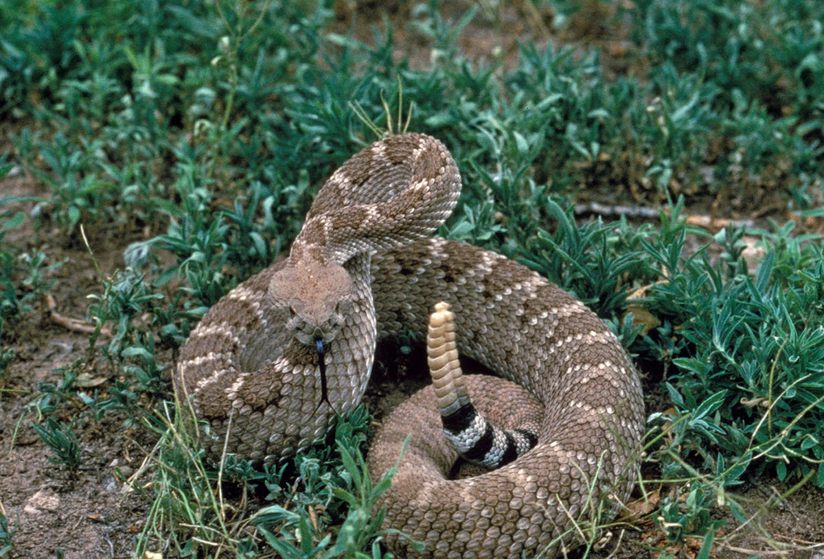 1200px-Crotalus_atrox_USFWS.jpg