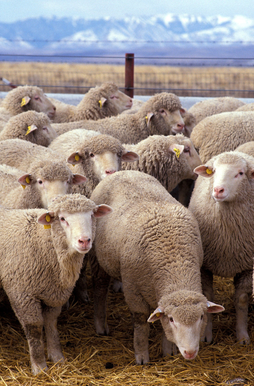 1200px-Flock_of_sheep.jpg