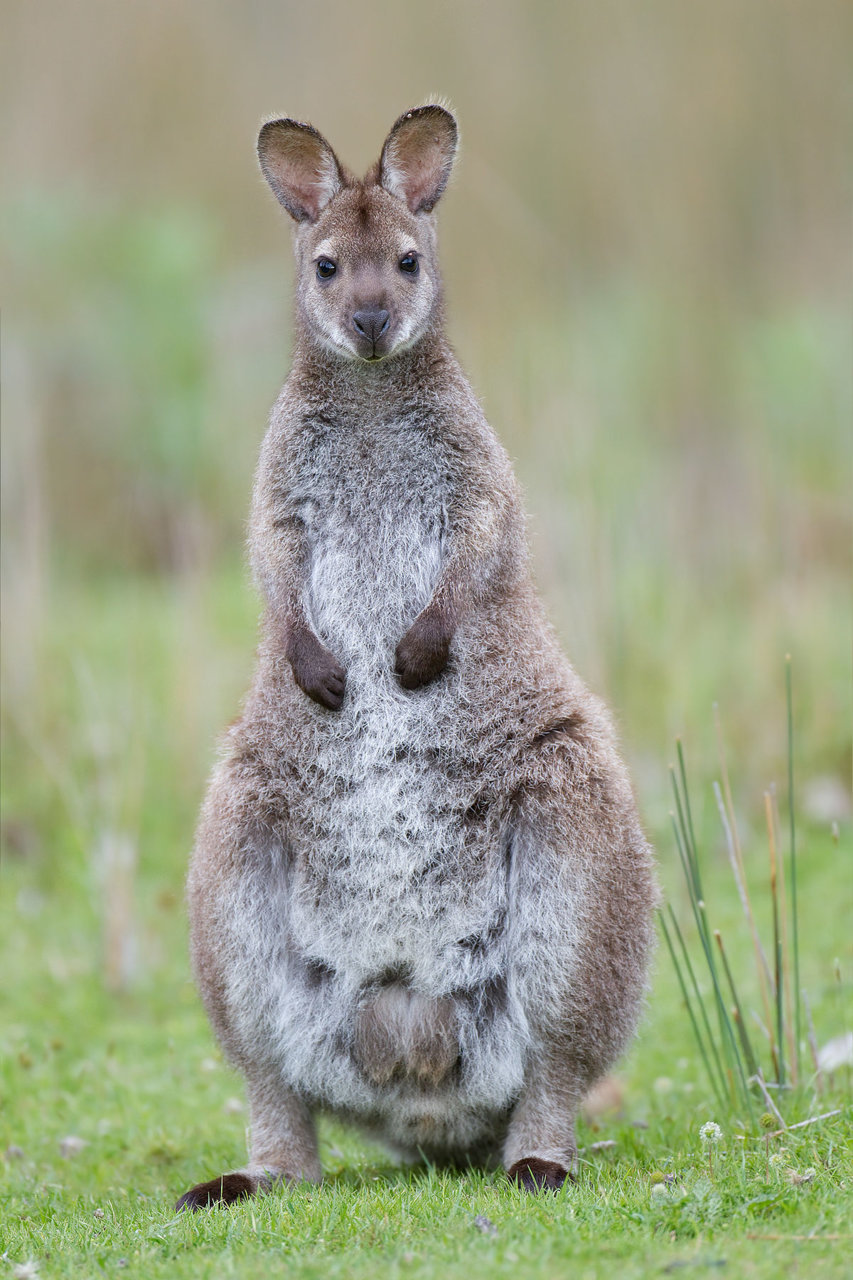1200px-Macropus_rufogriseus_rufogriseus_Bruny.jpg