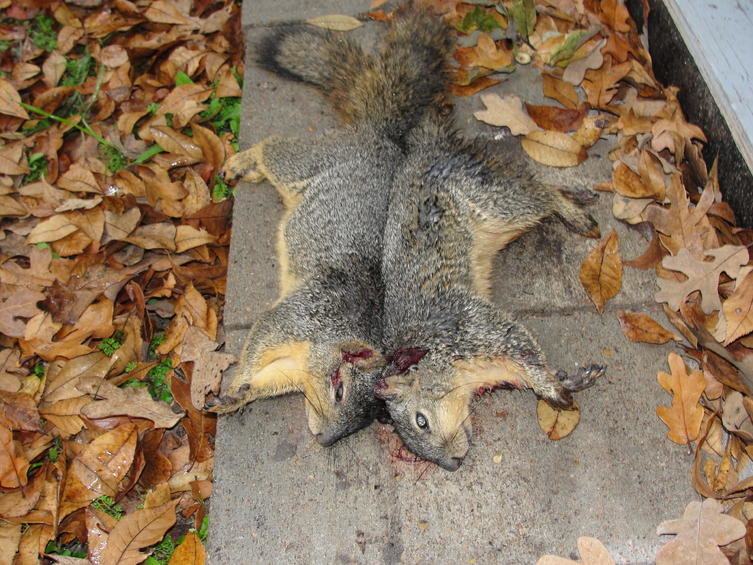 121009tenpointbuckvideo 151.jpg