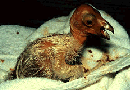 12hourCondor.gif