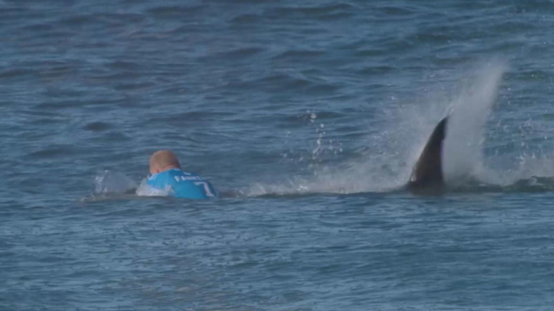 150719_wls_shark.jpg