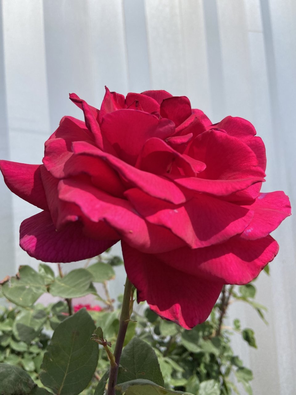 15F59167-072E-4CDC-BB98-9DF00B5072DB.jpg