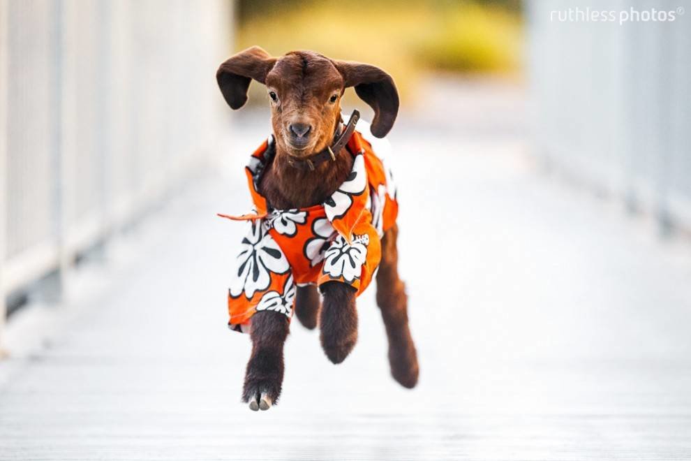 16-goat-leap.jpg