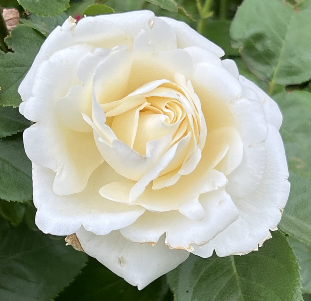 16E59A24-A9DB-4EDD-A7E6-B8131CCE18F5.jpg