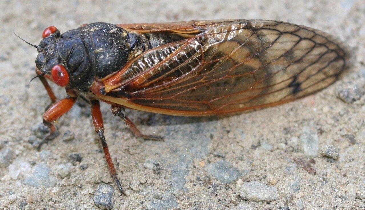 17-year-cicada-tn-farm-bureau.jpg