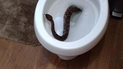 170202142403-boy-toilet-snake-trnd.jpg