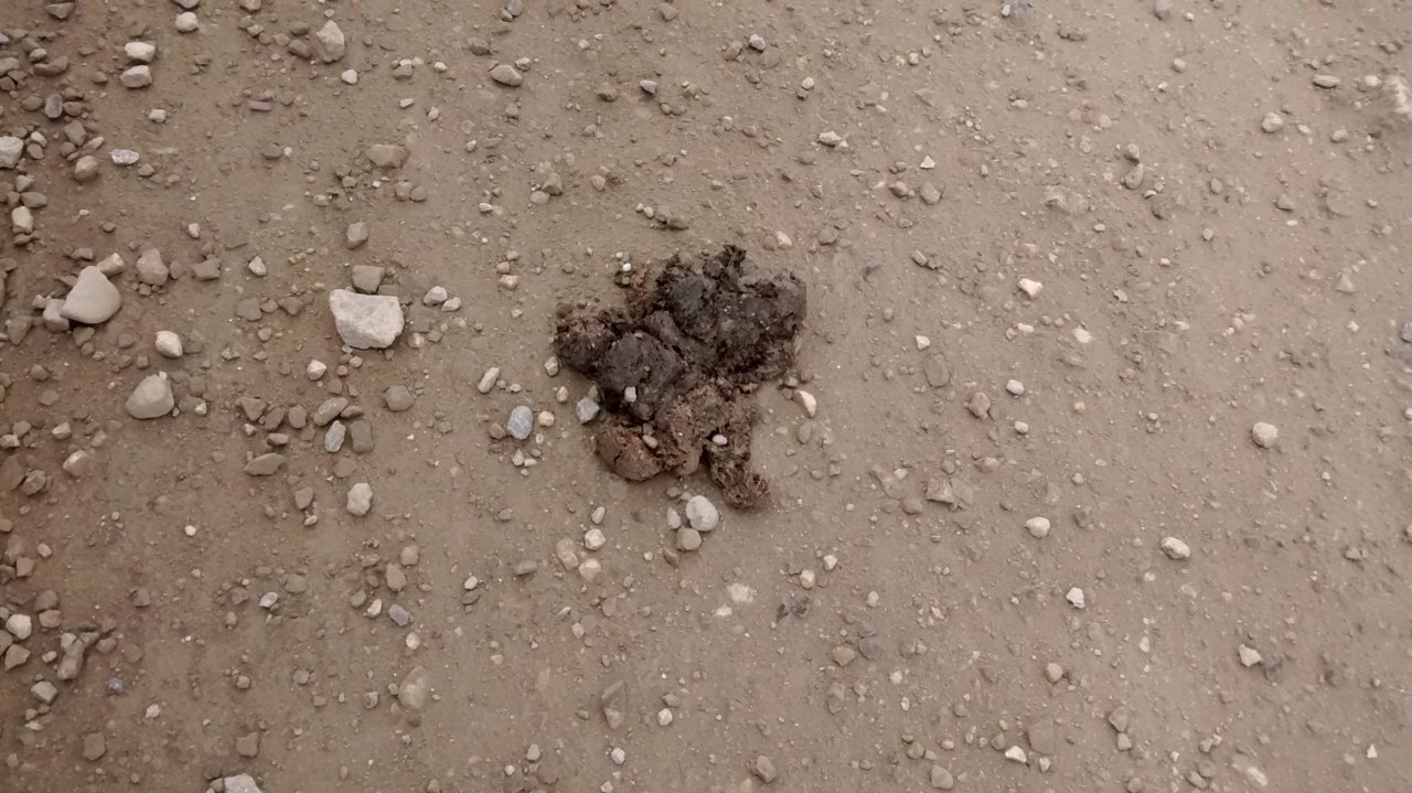 180609_12;03;03-bear poop, mp227.04.jpg
