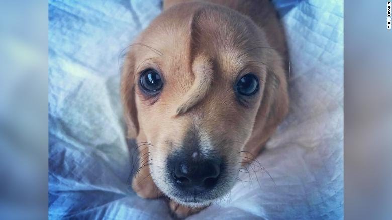 191114103935-narwhal-puppy-01-exlarge-169.jpg