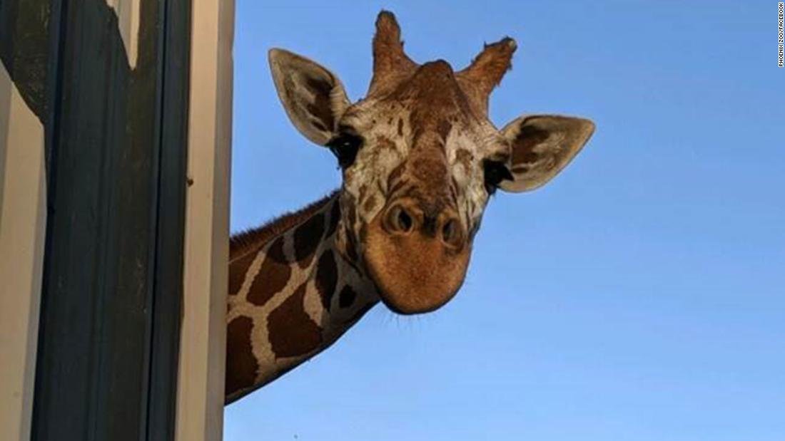 191222200646-phoenix-zoo-giraffe-dies-trnd-super-tease.jpg