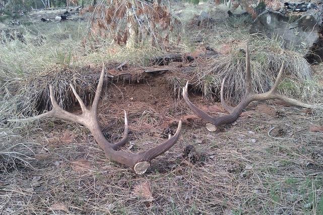 195357d1360629034-post-your-antlers-sheds-dead-heads-trophy-kills-375.jpg