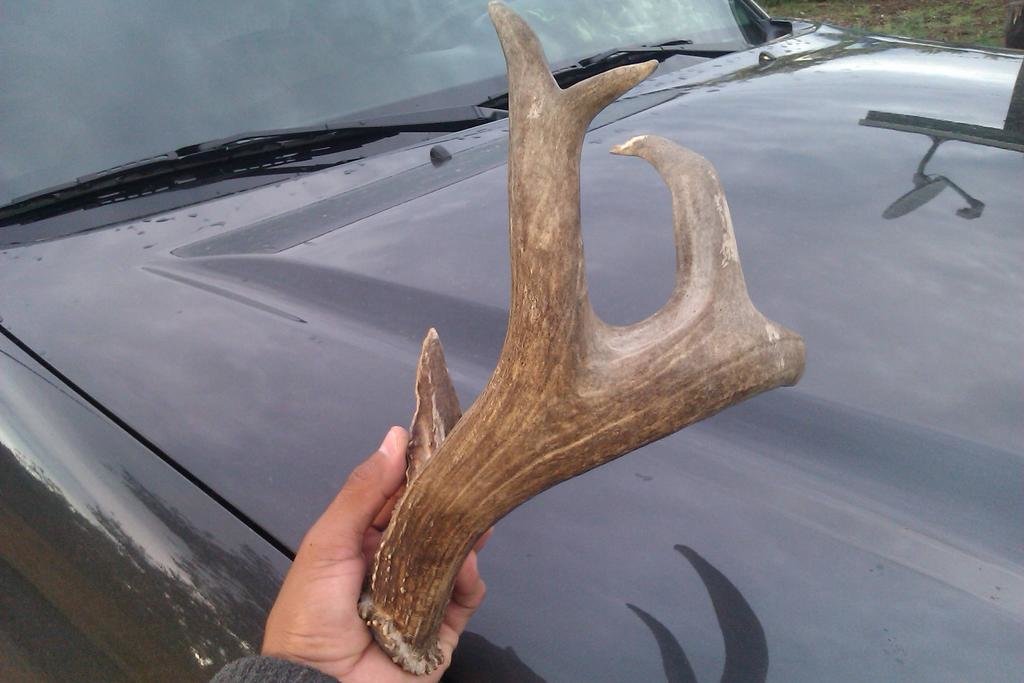 195373d1360632046-post-your-antlers-sheds-dead-heads-trophy-kills-830.jpg