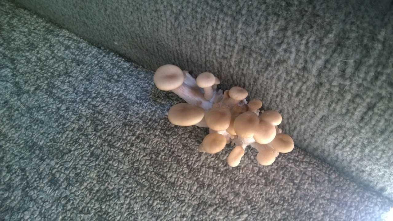 1995 Eurovan mushrooms1.jpg
