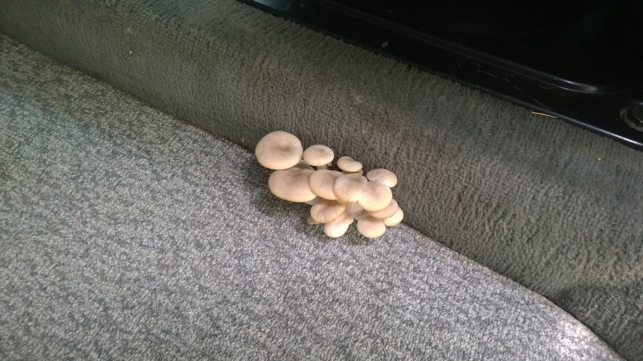 1995 Eurovan mushrooms2.jpg