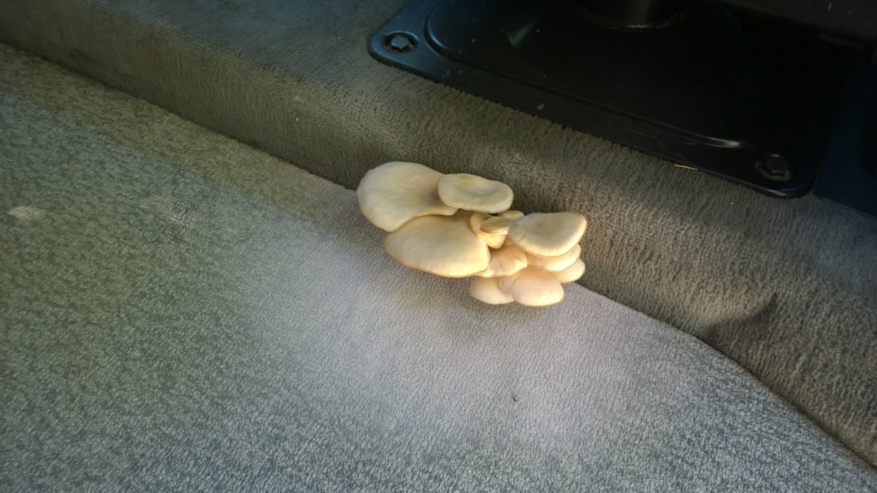 1995 Eurovan mushrooms34JPG.jpg