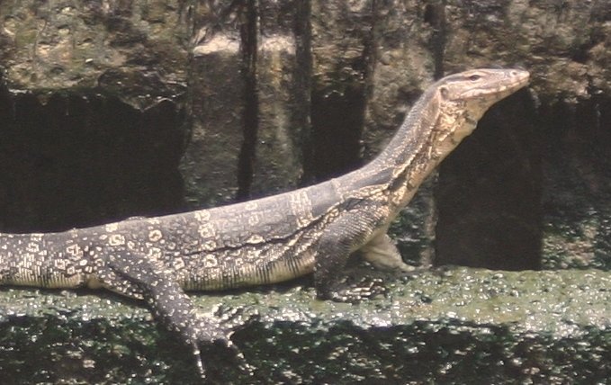 1c water monitor.jpg
