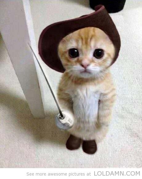 1c244598636c4972623f43d82a090981--cute-stuff-funny-stuff.jpg