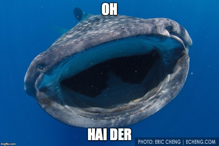 1d9cyw.jpg