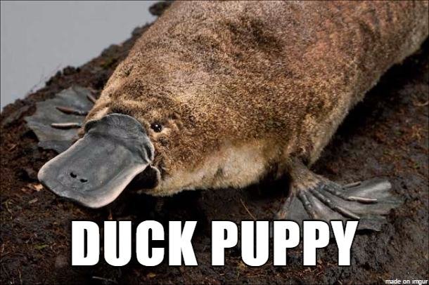 1dD1QLc.jpg