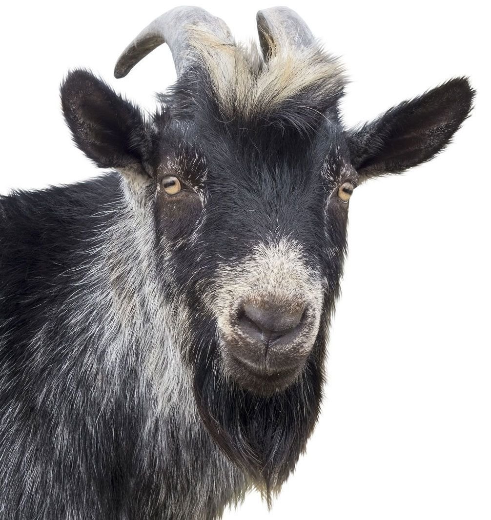 1GoatBeard.0.jpg