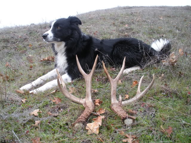 2-20-121stantlersofseason040_4c934164bba2e13b754c1c463bf9bac505d75756.jpg