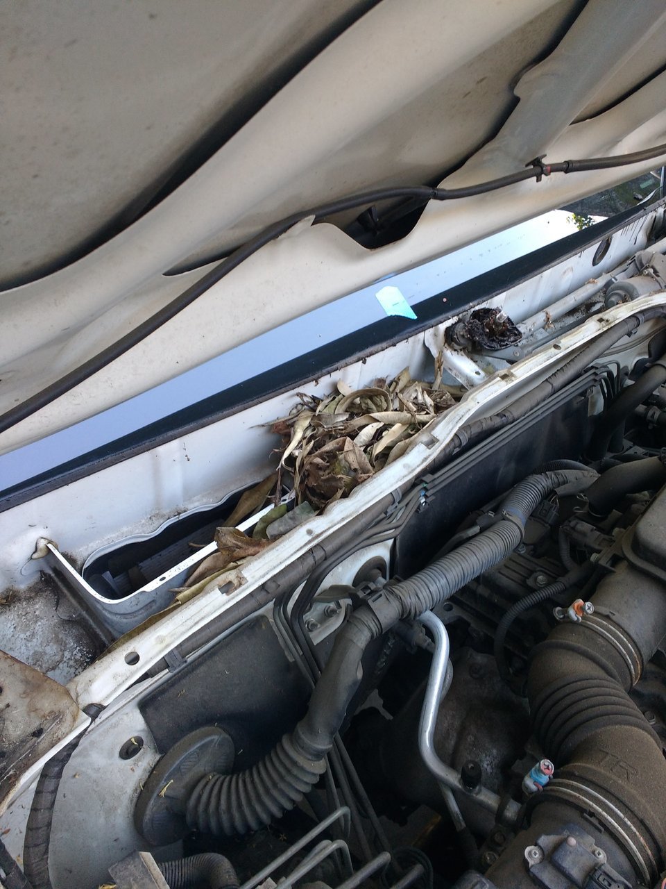 2. Rat nest near fresh air intake.jpg