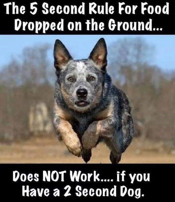 2-second-dog.jpg