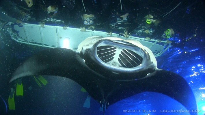 2#Snorkel+Board©LiquidHawaii.com.jpg