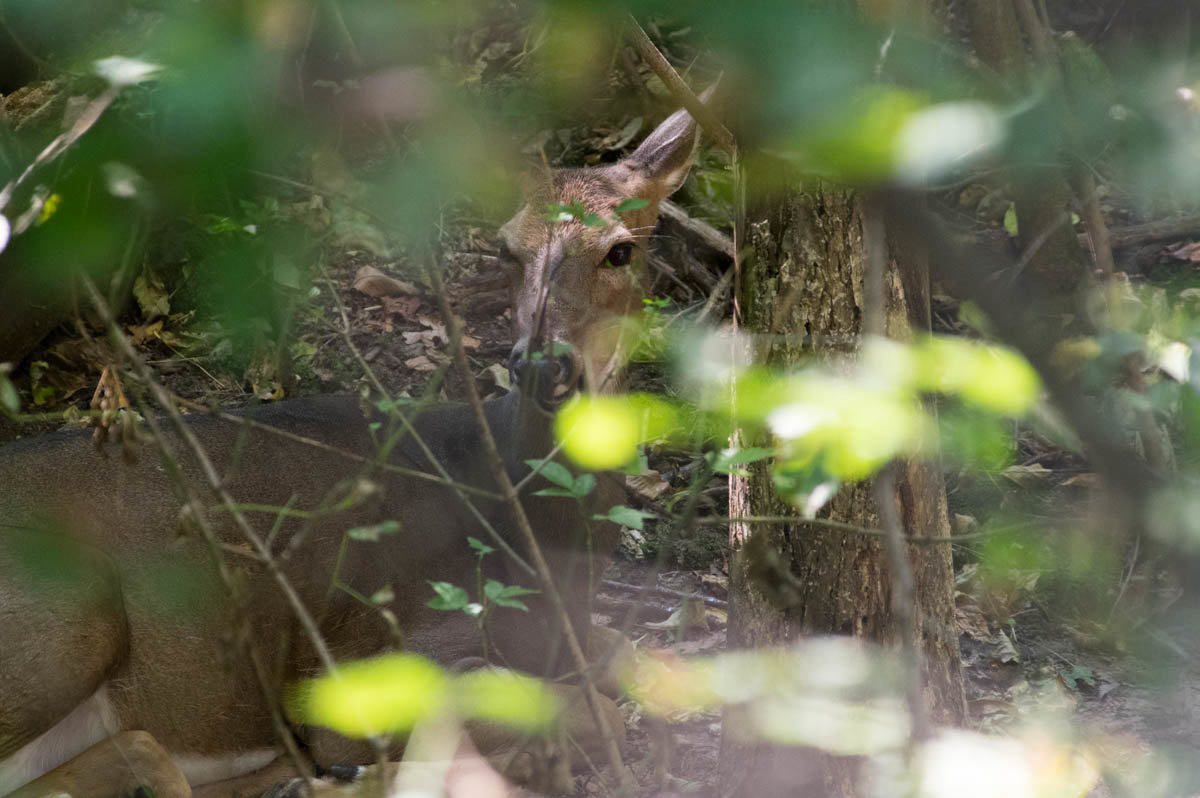 20 yard bedded doe.jpg