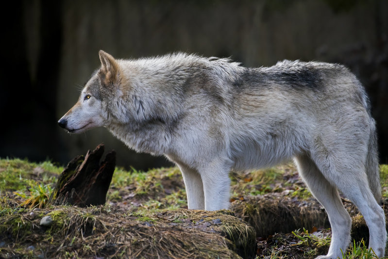 200-500 f5.6 Nikon Wolf 4447 copy.jpg