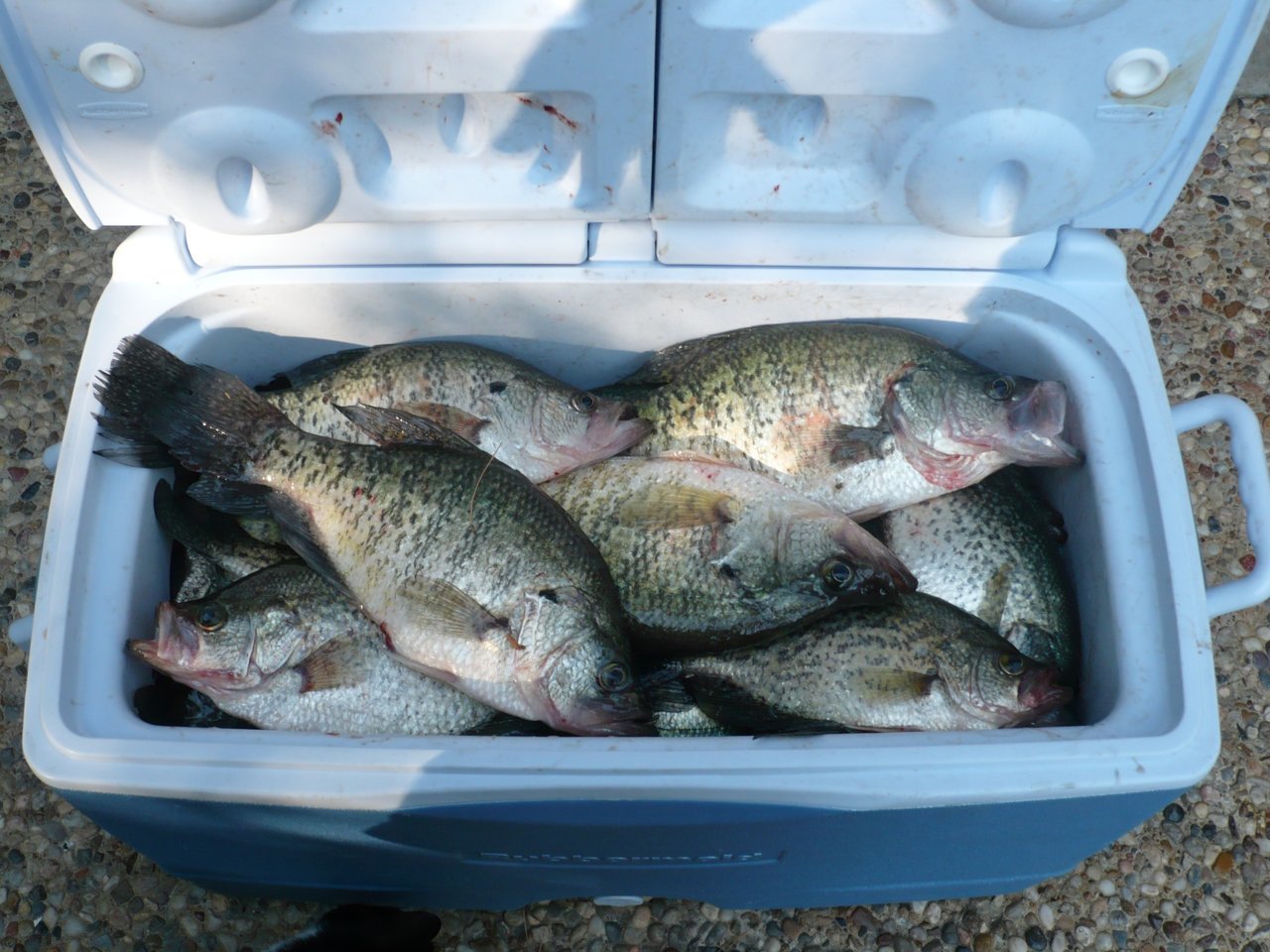 20080429 - Morgan, Harvey and Julie Creek Hole, 72 crappie, 41 keepers.jpg