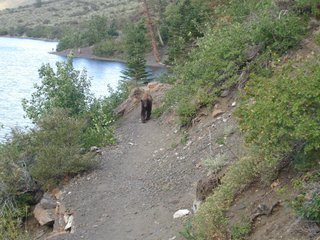 2008BeargettinCloser_zps75979c6b_176b15033d4f1b0c95fcd93e5b2196521f0d7daf.jpg