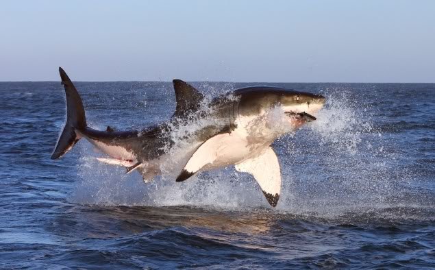 2009-06-051244209058Flying-shark-small_199e2a33c489a189e02f2ef937ab652cc3844c4b.jpg
