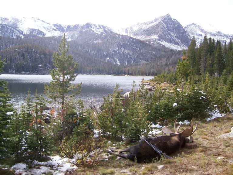 2009 moose 005.jpg