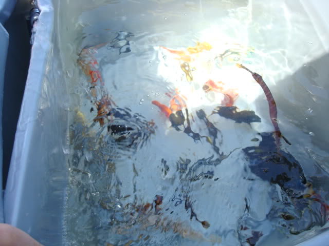 20090430_0440_7a555147e04217f4ac7c32d3156a6cb30ecfe08e.jpg